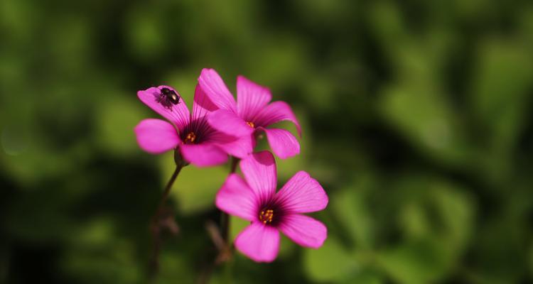 春天花海之美（赏花人生）