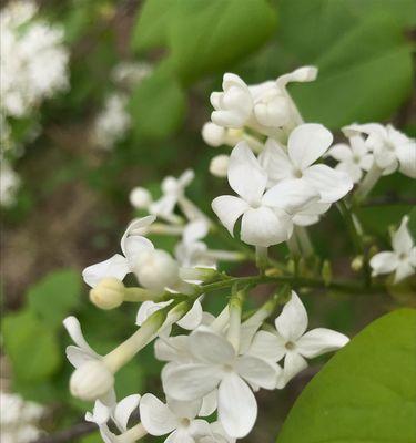 丁香花语（丁香花语的意义与传承）