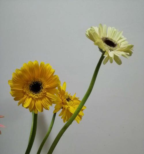 非洲菊（非洲菊的花语和文化影响）