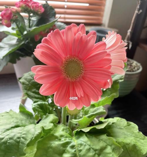 非洲菊（非洲菊的花语和文化影响）
