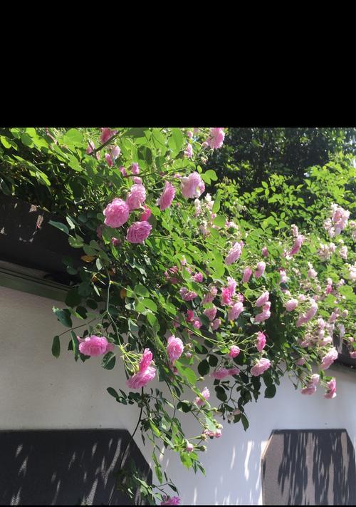 粉红蔷薇花与黄色蔷薇花的花语（探索不同颜色蔷薇花所传达的意义）