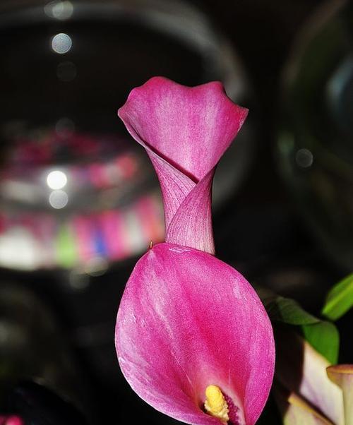 粉色马蹄莲花的美丽与象征（马蹄莲花语的含义与传说）