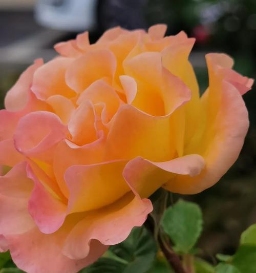 以丰花月季花语为主题的花卉鉴赏与寓意解读（探寻丰花月季的花语之谜）