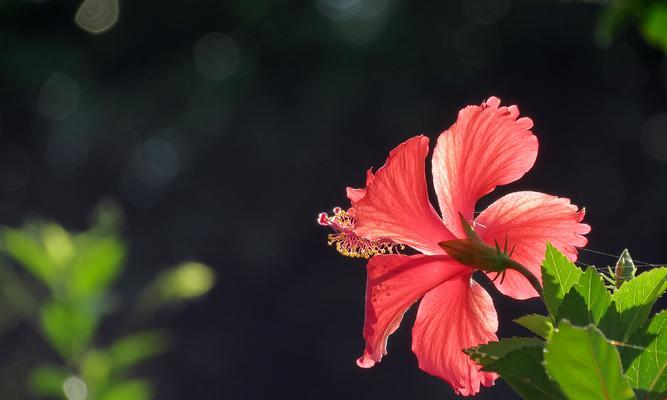扶桑花的寓意与象征（从希望到重生的生命之花）