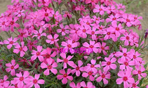 花开富贵，福禄考花语解读（探寻福禄考花语的神秘力量）