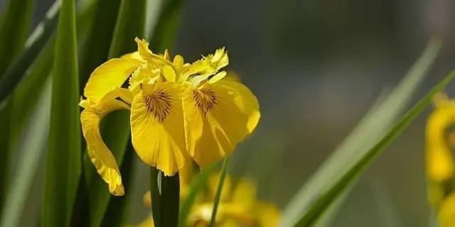 以孤挺花，生日花语体质虚羽（传承千年的花语）