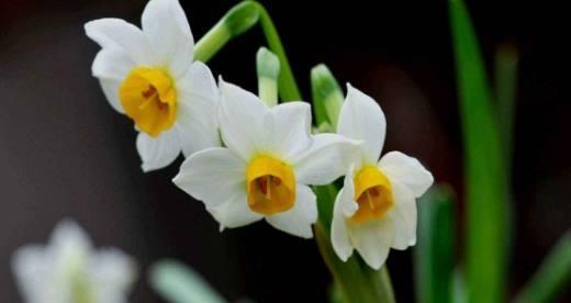 水仙花的真正花语（揭示水仙花的美丽与深情）