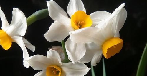 水仙花花语（探寻水仙花的花语与意义）