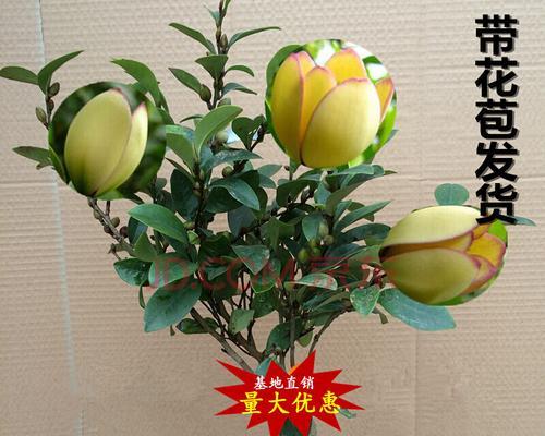 四季花开，缤纷绽放（探索四季最有代表性的花卉）