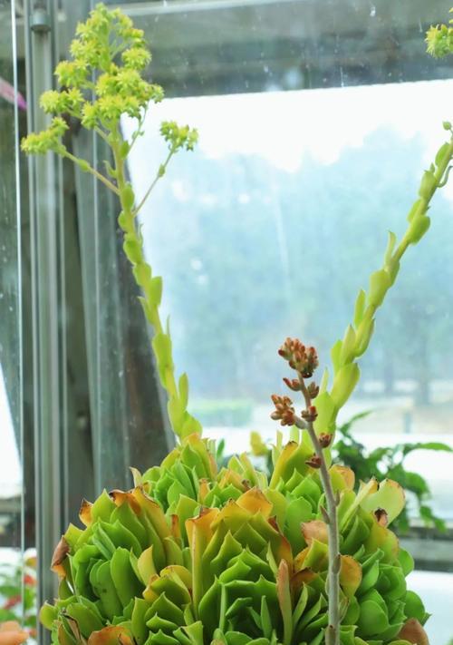 八角丝瓜的开花结果时间详解（了解八角丝瓜的开花结果时间）