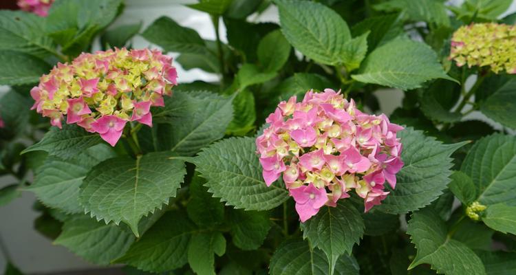 八仙花花期与观赏时间（了解八仙花开花期）