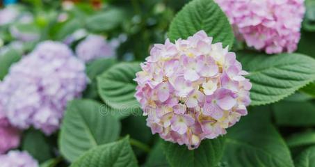 八仙花的分类与特点