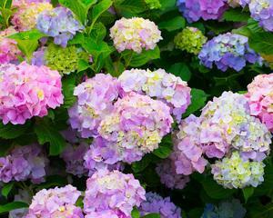 八仙花的开花次数与季节（探秘八仙花的花期特点及生态环境）