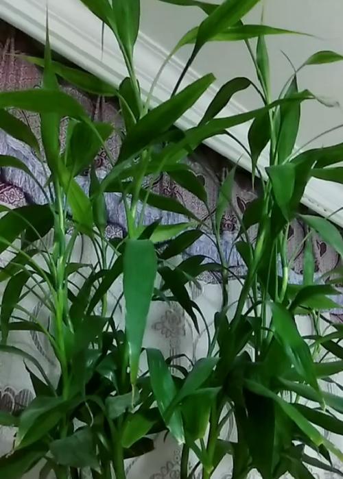 富贵竹开花的祥瑞之兆（揭秘富贵竹开花的预示意义）