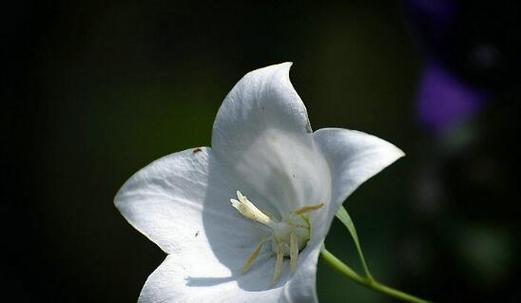 以梗菊之花语，述说一份坚守与希望（以梗菊花语寄托的坚韧与信念）