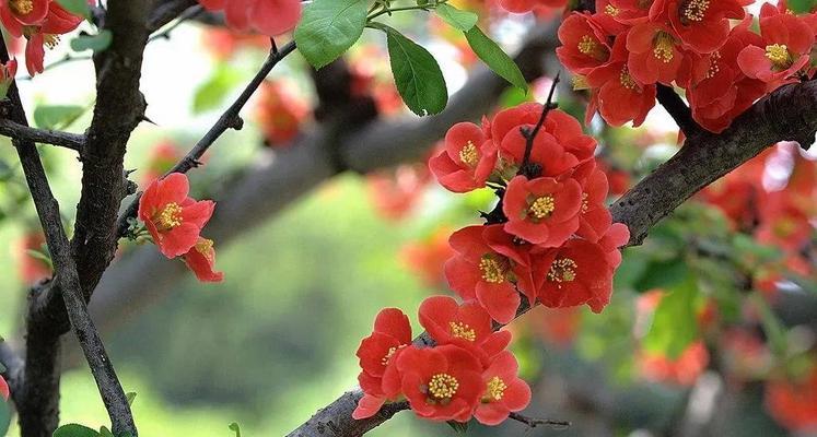 海棠花的花语与寓意（传递爱情与美丽的海棠花）