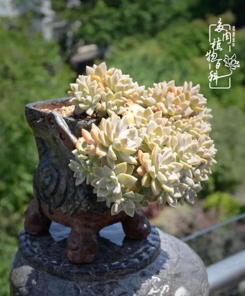 黑法师的风水寓意与摆放位置（探寻黑法师的能量场与布局要点）