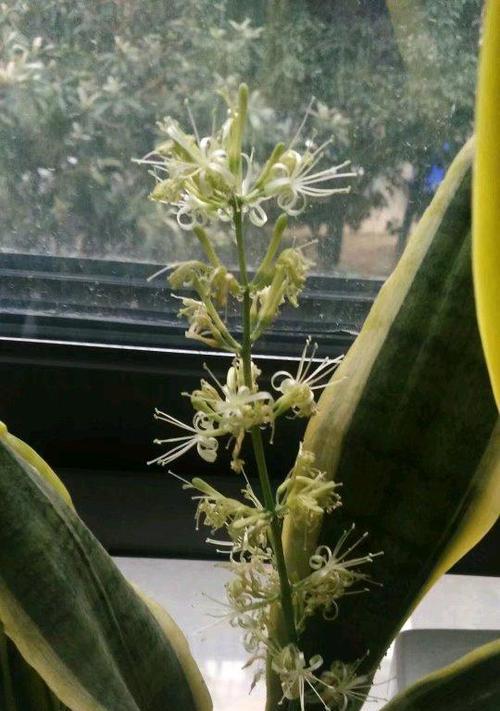 虎皮兰的花语与寓意（探索虎皮兰的象征意义及深层含义）