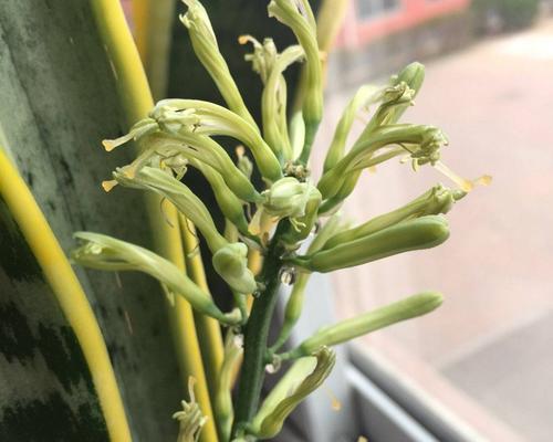虎皮兰开花的寓意与象征（探寻虎皮兰绽放的奥秘）