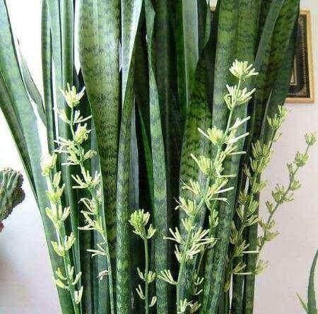 虎皮兰开花预示着什么（探秘虎皮兰花开的神秘象征）