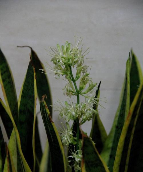 虎皮兰开花预示着什么（探秘虎皮兰花开的神秘象征）