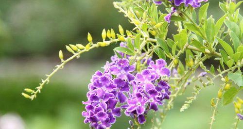 金露花（探索金露花的花语与寓意）