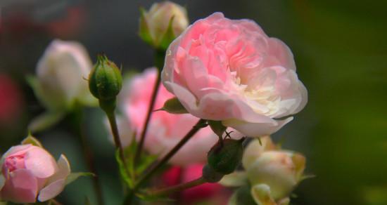 龙眼之花语（爱的滋养）