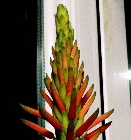 芦荟之美（探索芦荟开花的神秘面纱）