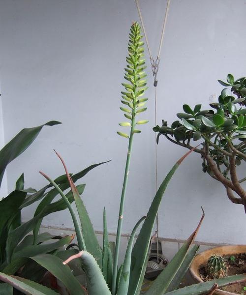 芦荟之美（探索芦荟开花的神秘面纱）