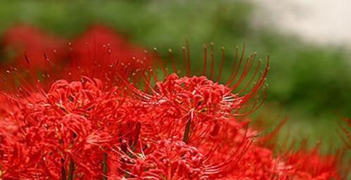 以蔓珠莎华的花语——爱的奉献（美丽花语中的爱情密码）