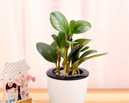 碧玉盆栽养殖指南（从选择到养护）