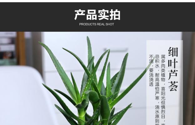 碧玉适合放在办公室吗（探究碧玉在办公室的适应性以及最佳摆放位置）