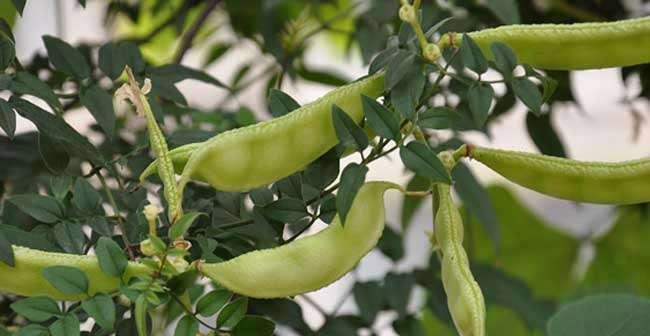 如何种植扁豆（时间）