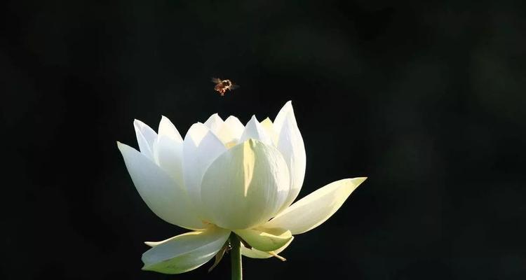 忏悔的花语（用花语传达内心的悔意）