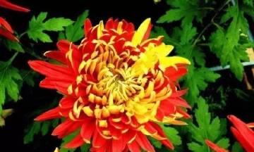 花语里的诚实（用花的语言诉说真实）