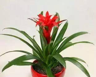 花语与财富（探索发财好运的花语）