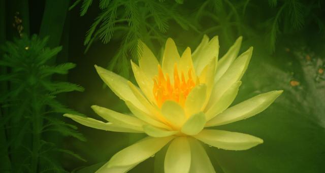 吉祥之花——寓意美好的花卉（探究花语中的幸福符号）