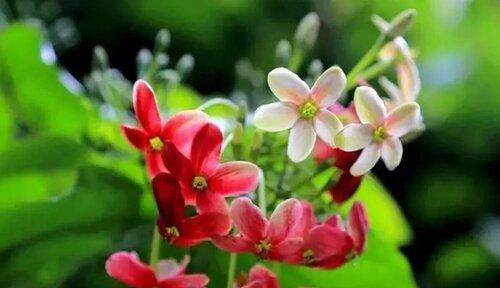 平安的花——传递健康与安全的祝福（探寻花语中的平安之美）