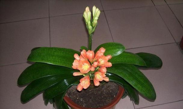 平安的花——传递健康与安全的祝福（探寻花语中的平安之美）