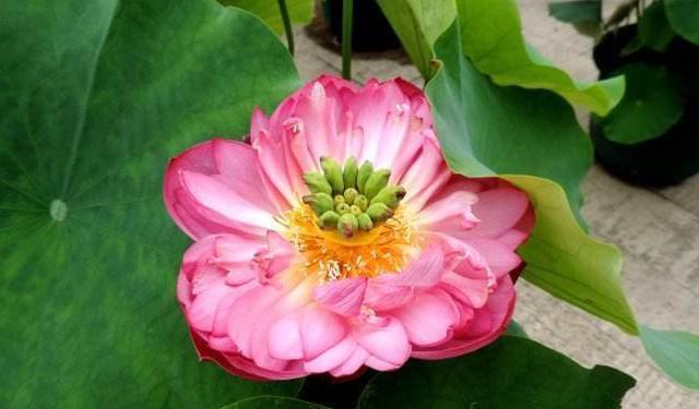 平安的花——传递健康与安全的祝福（探寻花语中的平安之美）