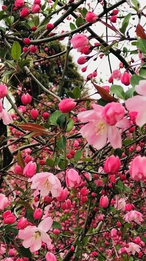 思乡之花：怀念故土的美丽