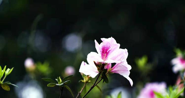 思乡之花：怀念故土的美丽