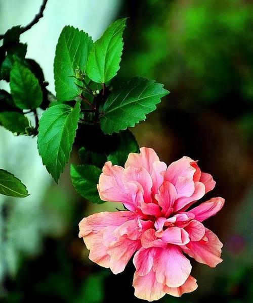 花语悲伤，情感流淌（表达忧伤的花）