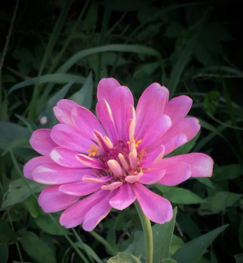 友谊的花——用花语诠释真挚友谊（用花的语言）