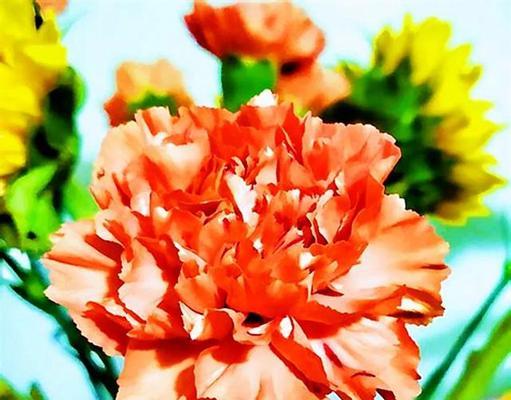 尊重的花（让花开出尊重之美）