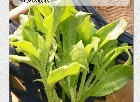 冰菜种子的收集与保存（了解冰菜种子的生长特点和采摘要点）