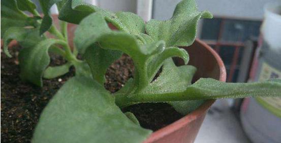 冰草种子的最佳种植时间（掌握种植技巧）