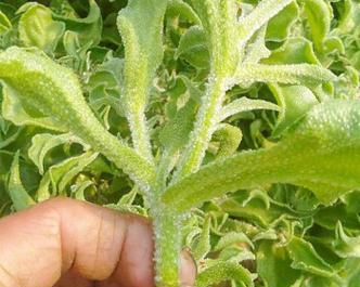 冰草种子的最佳种植时间（掌握种植技巧）