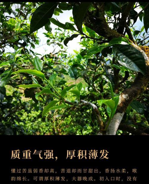 冰岛（探究冰岛成为茶叶产地的原因及特色）