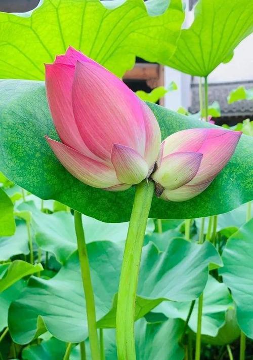 如何让并蹄莲开花（培养技巧与注意事项）